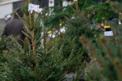 Caritasova humanitarna akcija podjele božićnih drvaca u tegli